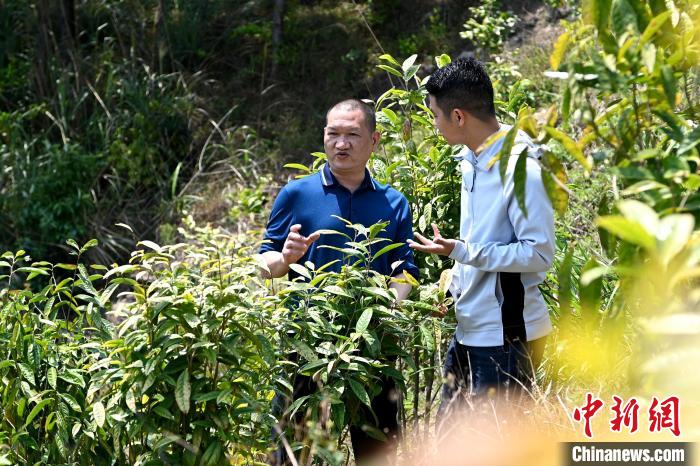 張高漢向參訪者介紹金花茶種植情況?！埥鸫?攝