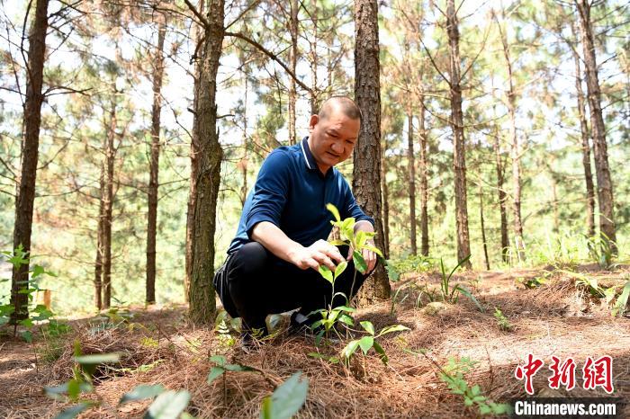 張高漢查看在松樹林下剛套種不久清明茶的生長情況?！埥鸫?攝